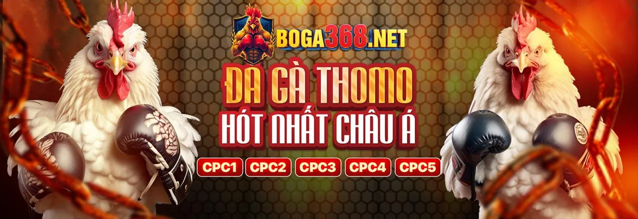 Sân đấu đá gà trực tiếp sôi động và hấp dẫn